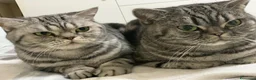 British gatti in vendita: British Shorthair  - Annuncio 2