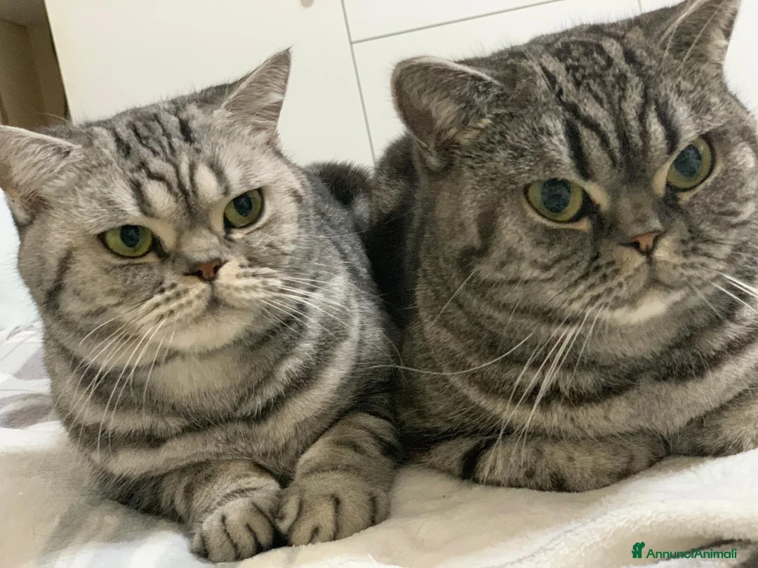 British gatti in vendita: British Shorthair  - Annuncio 2