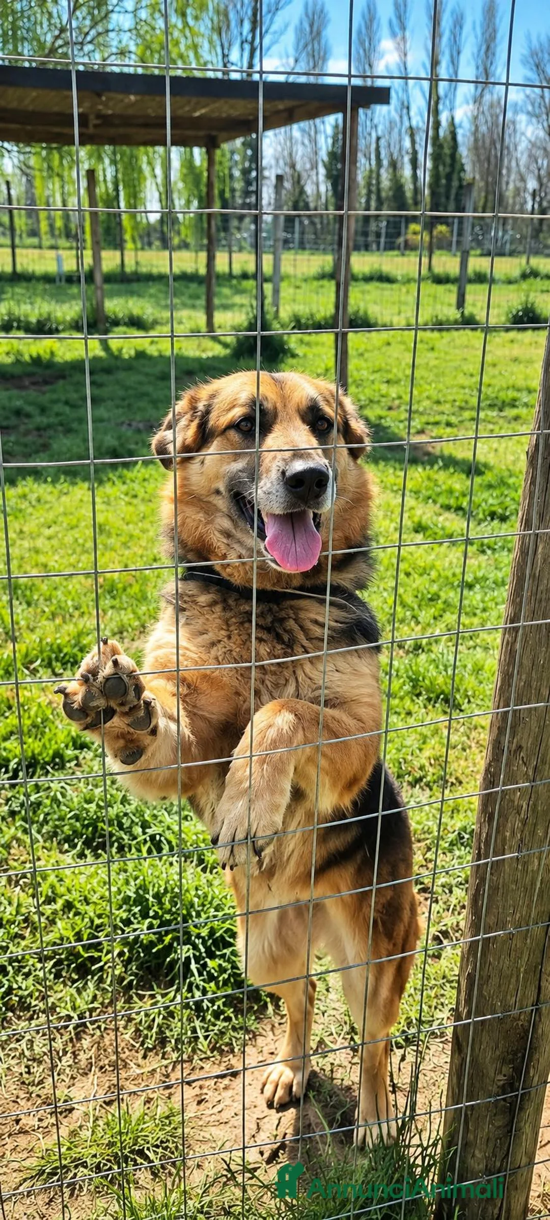 Meticcio cani in regalo: Gioia, simil pastore tedesco! (4anni) - Annuncio 2