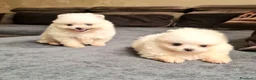 Spitz cani in vendita: Spitz di Pomerania NANO  - Annuncio 2