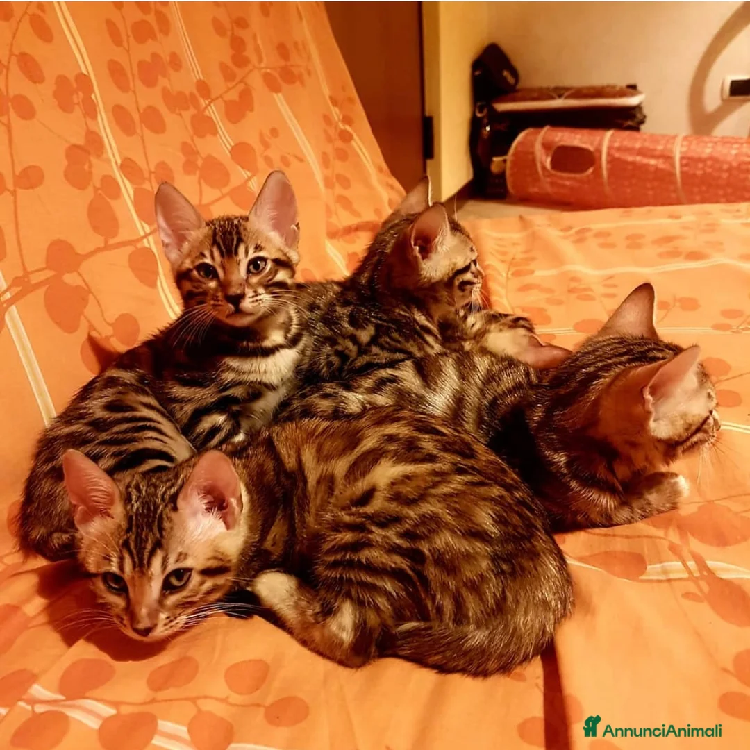 Bengala gatti in vendita: Cuccioli bengala - Annuncio 4