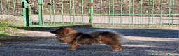Volpino Italiano cani in vendita: Volpino italiano  - Annuncio 1