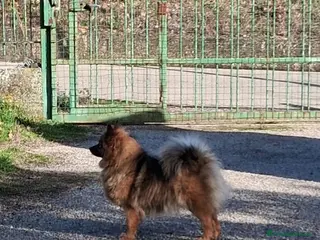 Volpino Italiano cani Volpino italiano - Annuncio 1
