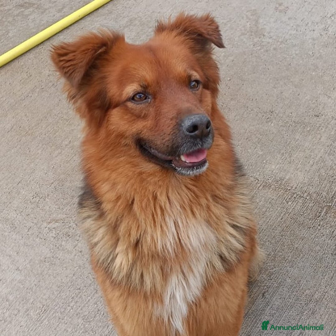 Meticcio cani in regalo: Whisky dolce cagnolino 4 anni cerca casa  a Provincia di Latina - Annuncio 6