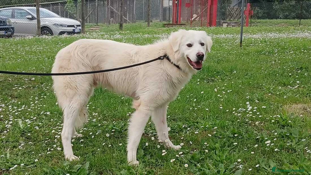 Meticcio cani in regalo: DANTE HA BISOGNO DI UNA CASA E TANTO AMORE - Annuncio 4