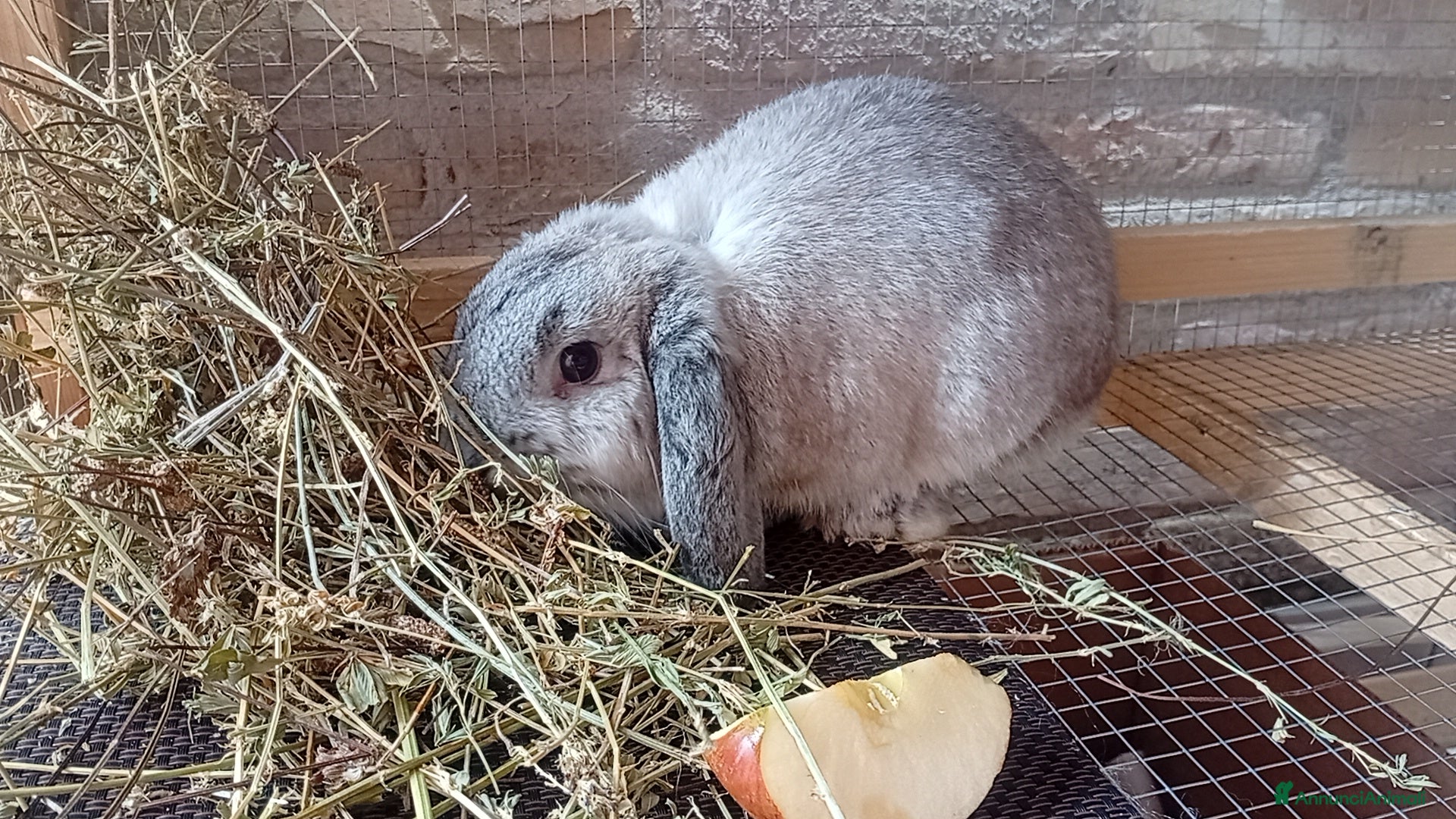 Meticcio cani Mini loop molto dolce - Annuncio 1