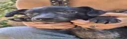 Meticcio cani in regalo: MAKY 💙 un burlone pronto a conquistarti 😍 a Provincia di Arezzo - Annuncio 2