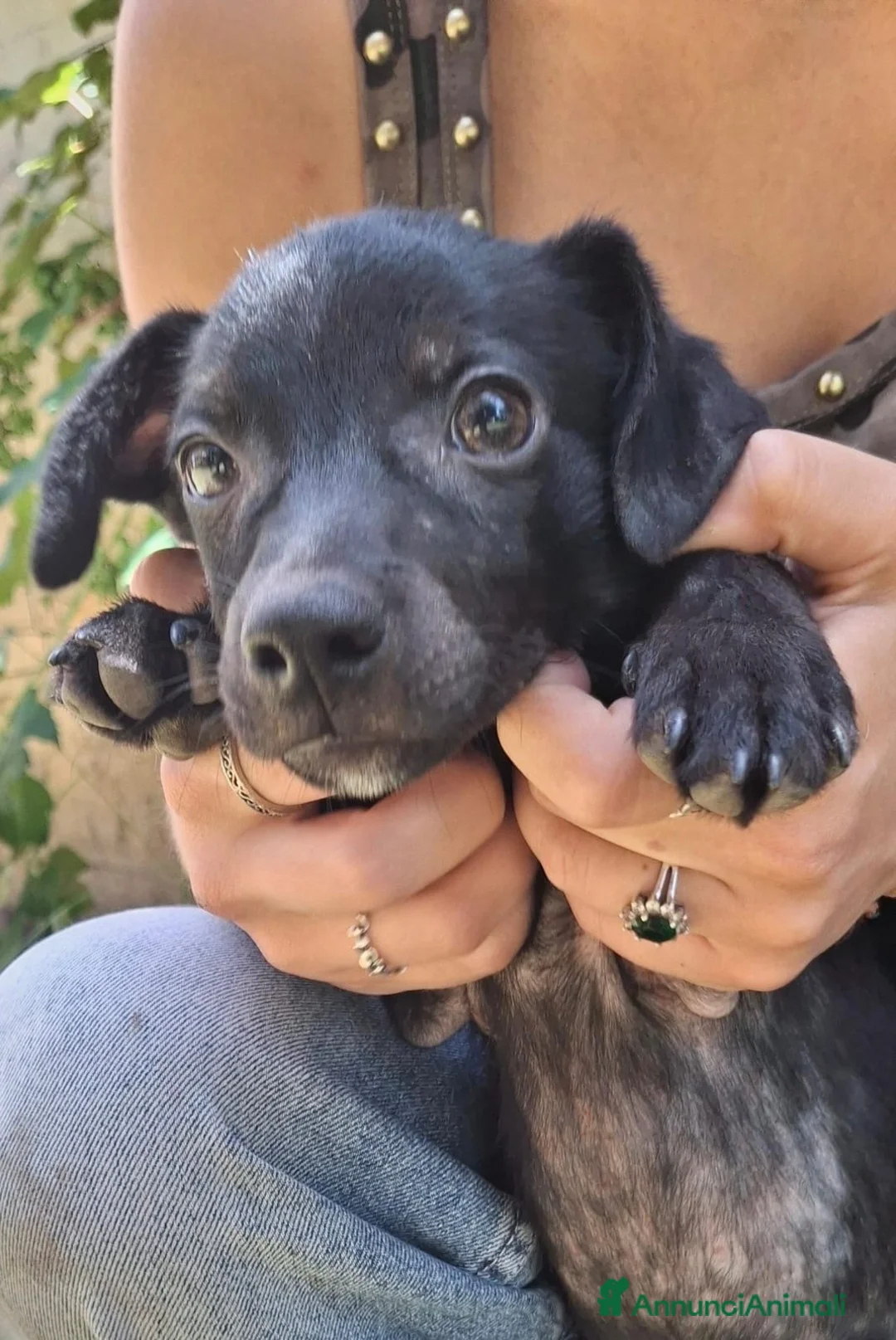 Meticcio cani in regalo: MAKY 💙 un burlone pronto a conquistarti 😍 a Provincia di Arezzo - Annuncio 2