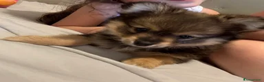 Spitz Cucciolo 1