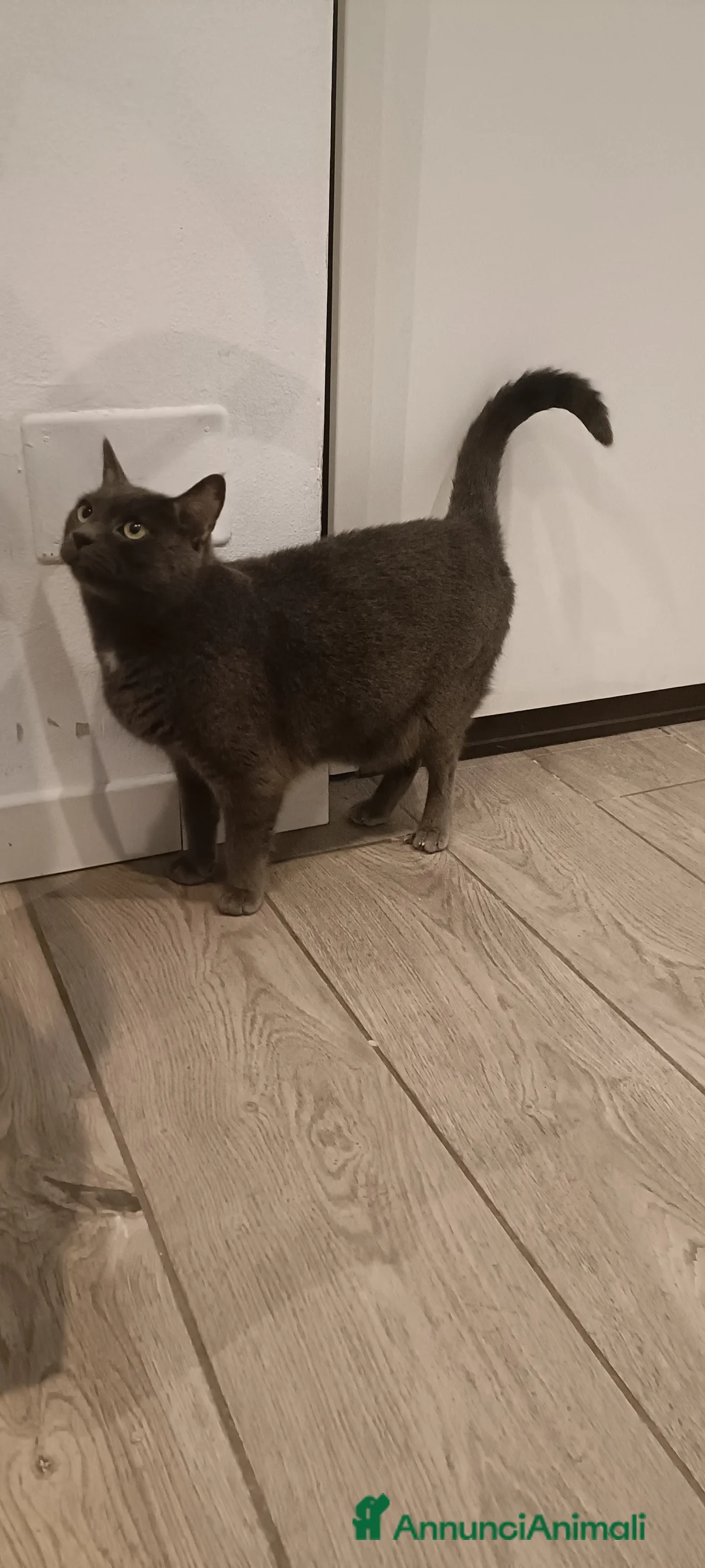 Meticcio gatti in regalo: Sky e Mowgli  - Annuncio 6