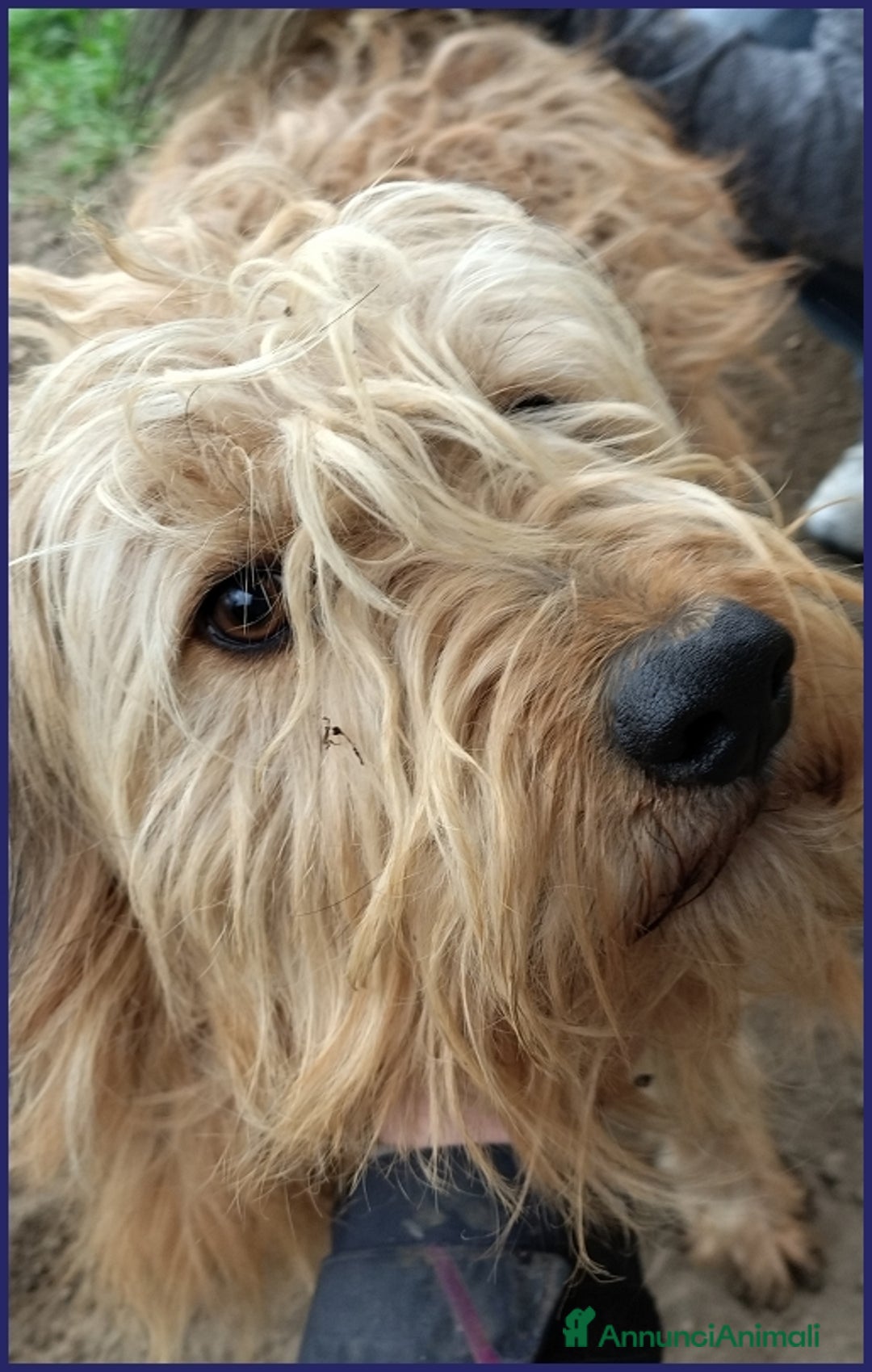 Spinone cani in regalo: FANGO DOLCE SPINONCELLO 2-3 ANNI SOGNA LA GIOIA DI a Città metropolitana di Milano - Annuncio 8