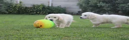 Golden Retriever cani in vendita: ultimi cuccioli golden retriever con pedigree - Annuncio 3