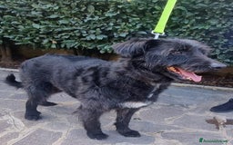 Meticcio cani in regalo: 2 fratelli mix Spinoni adulti salvati da 1lagerSUD a Città metropolitana di Milano - Immagine 3