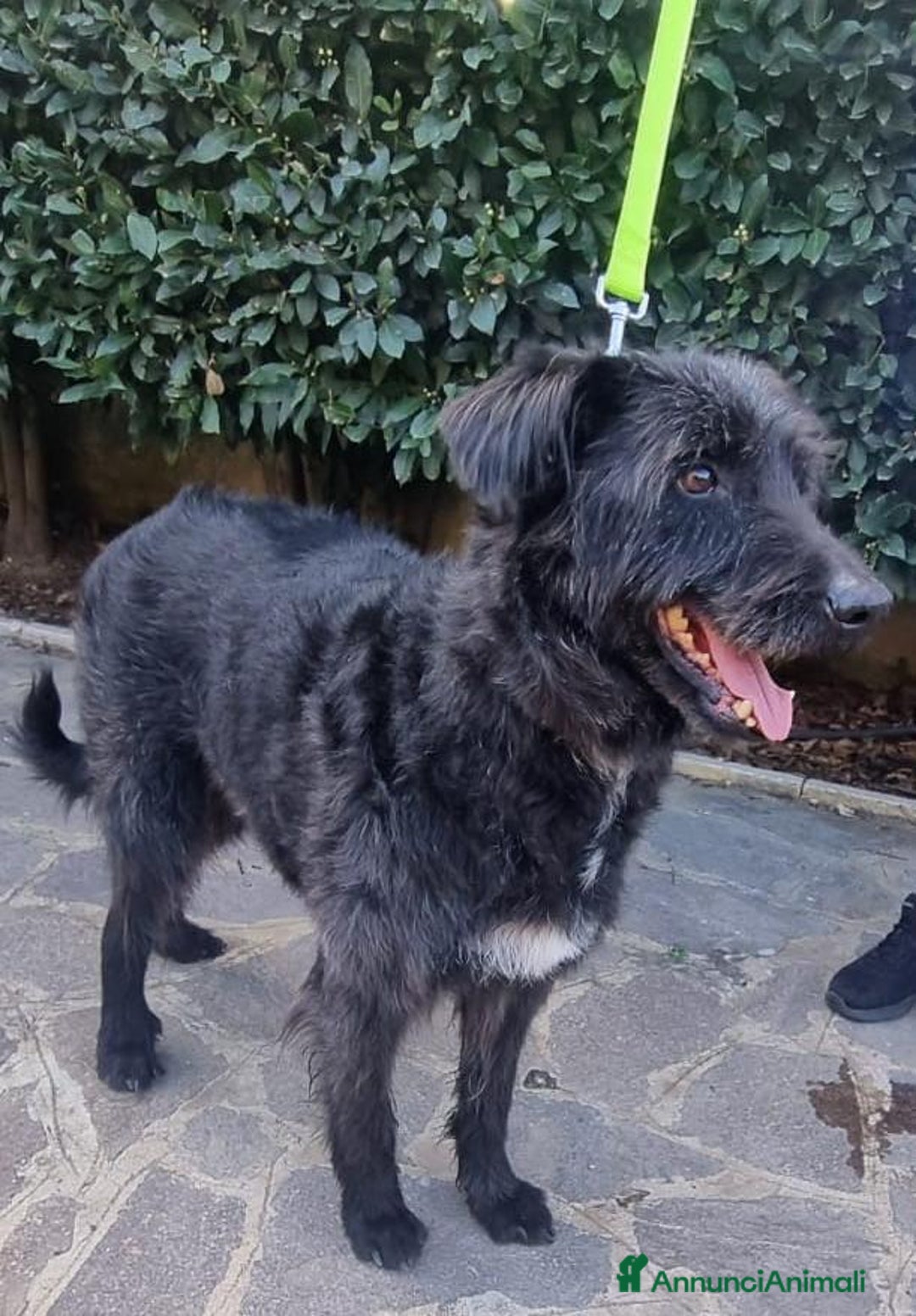 Meticcio cani in regalo: 2 fratelli mix Spinoni adulti salvati da 1lagerSUD a Città metropolitana di Milano - Immagine 3