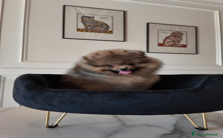 Volpino Pomerania cani a Provincia di Vicenza - Annuncio 1