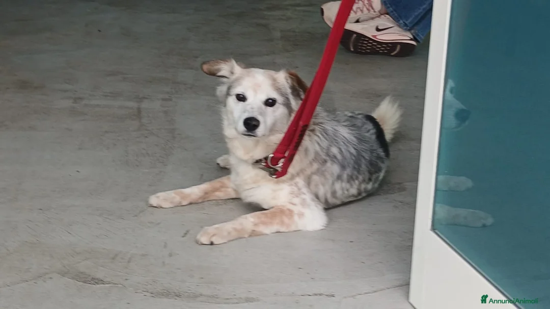 Meticcio cani in regalo: IL DOLCISSIMO SNOOPY STA CERCANDO LA SUA CASA - Annuncio 2