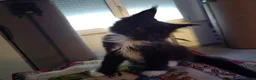 Maine Coon gatti in vendita: Maschio Maine Coon  - Annuncio 12