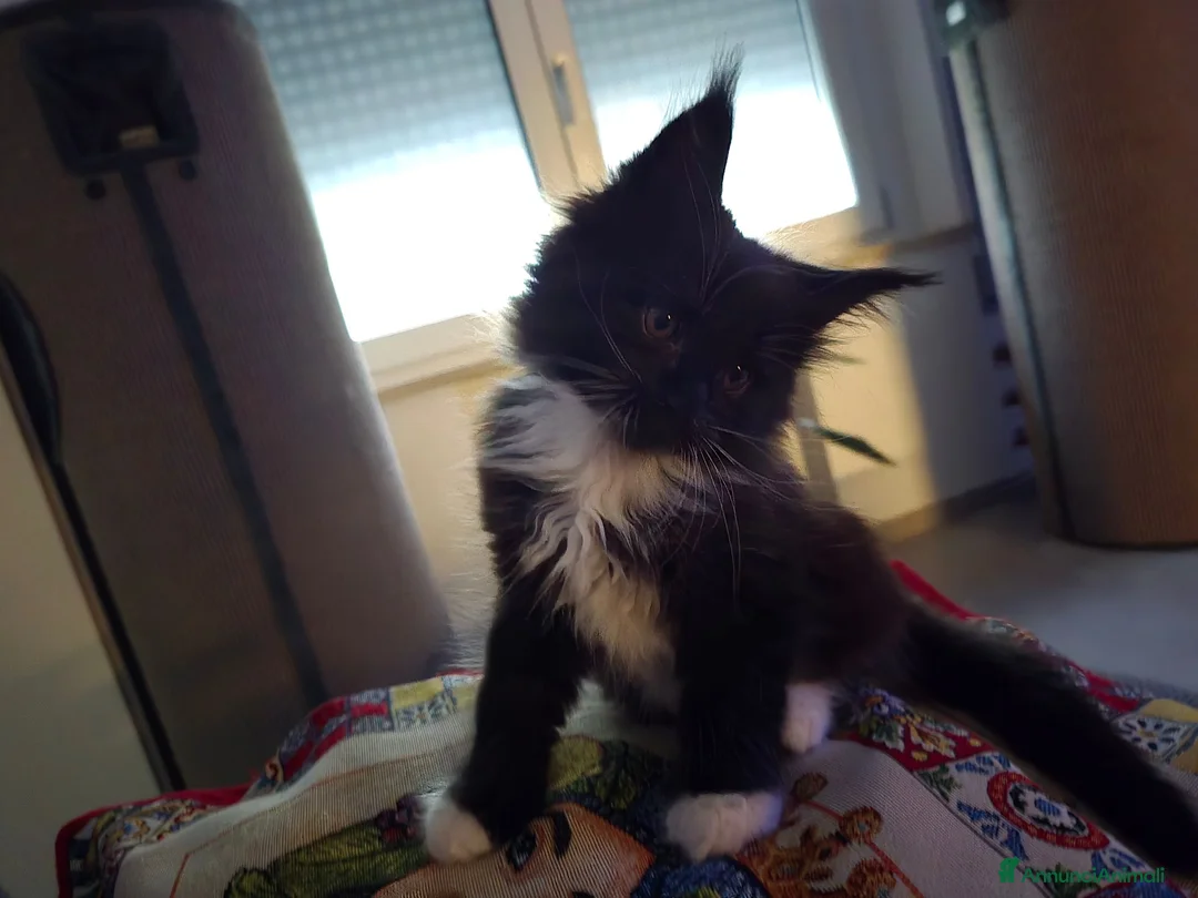 Maine Coon gatti in vendita: Maschio Maine Coon  - Annuncio 12