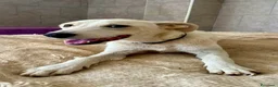 Meticcio cani in regalo: Pluto a Provincia di Savona - Annuncio 7