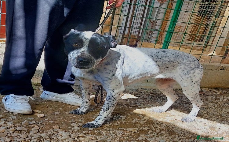 Meticcio cani a Città metropolitana di Milano - Annuncio 9
