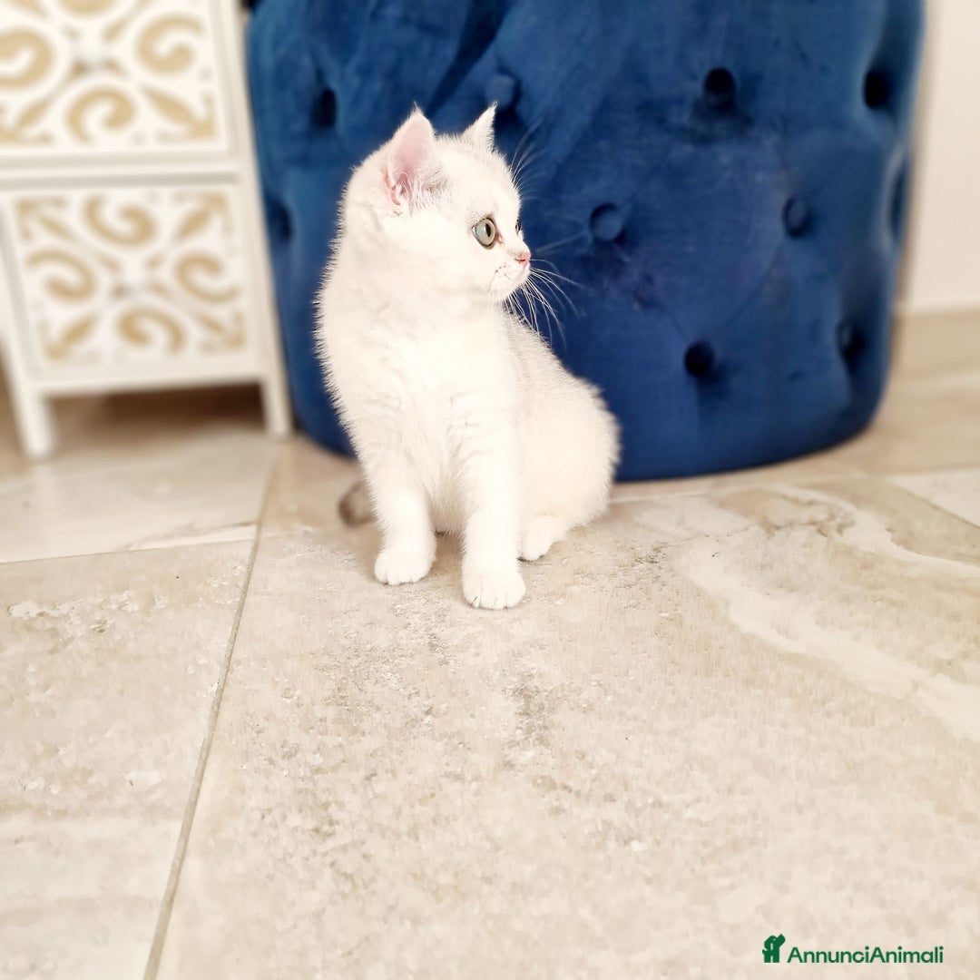 Scottish gatti in vendita: Scottish  - Annuncio 5