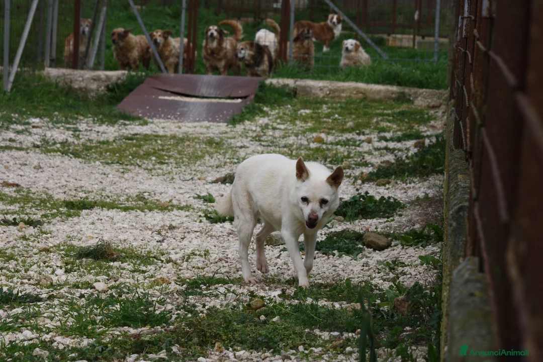 Meticcio cani in regalo: Vania nonnina sprint in adozione  - Annuncio 2
