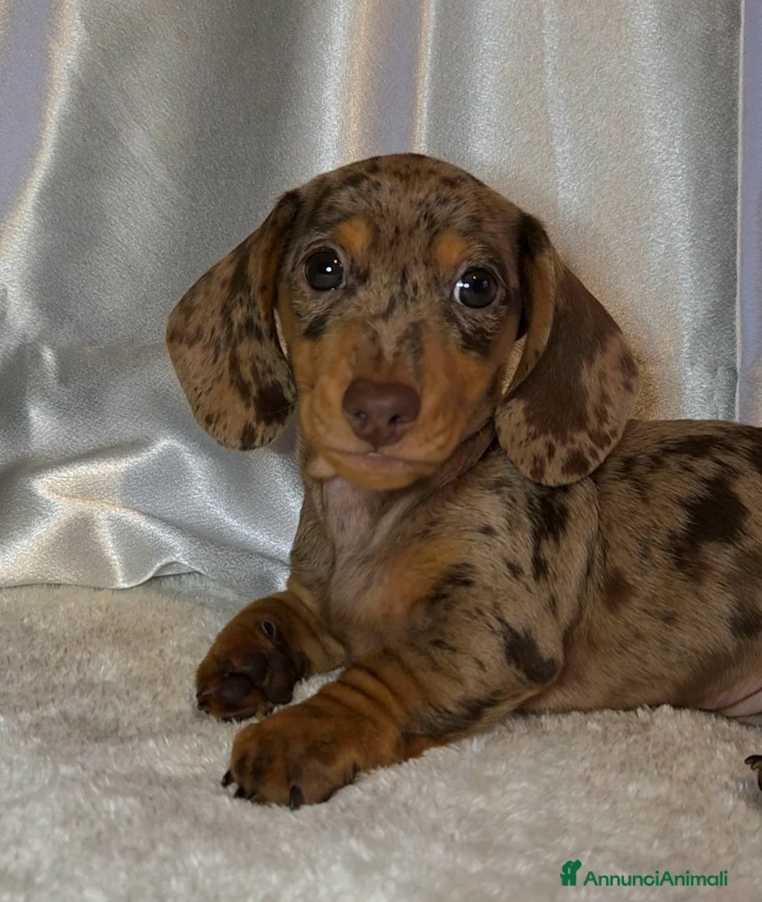 Bassotto cani in vendita: Bassotto arlecchino chocolate - Annuncio 1