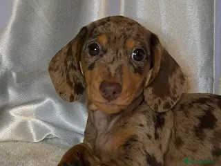 Bassotto cani Bassotto arlecchino chocolate - Annuncio 26