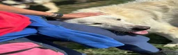 Meticcio cani in regalo: Armandino mix maremmano golden retriever adozione - Annuncio 5