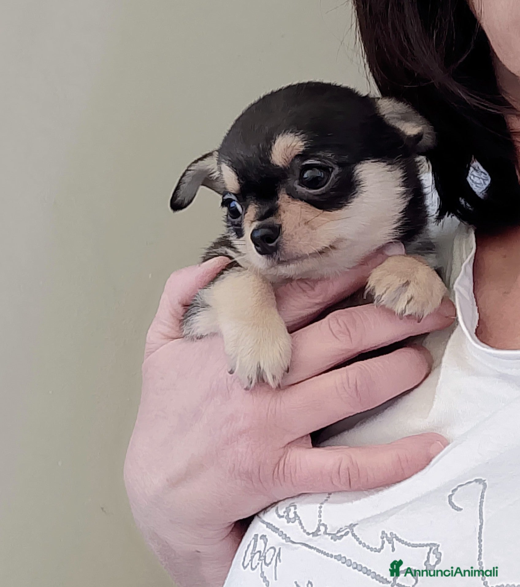 Chihuahua cani Chihuahua pedigree ENCI  - Annuncio 2