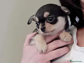 Chihuahua cani Chihuahua pedigree ENCI - Annuncio 2