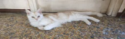 Maine Coon gatti in vendita: Maine coon - Annuncio 6