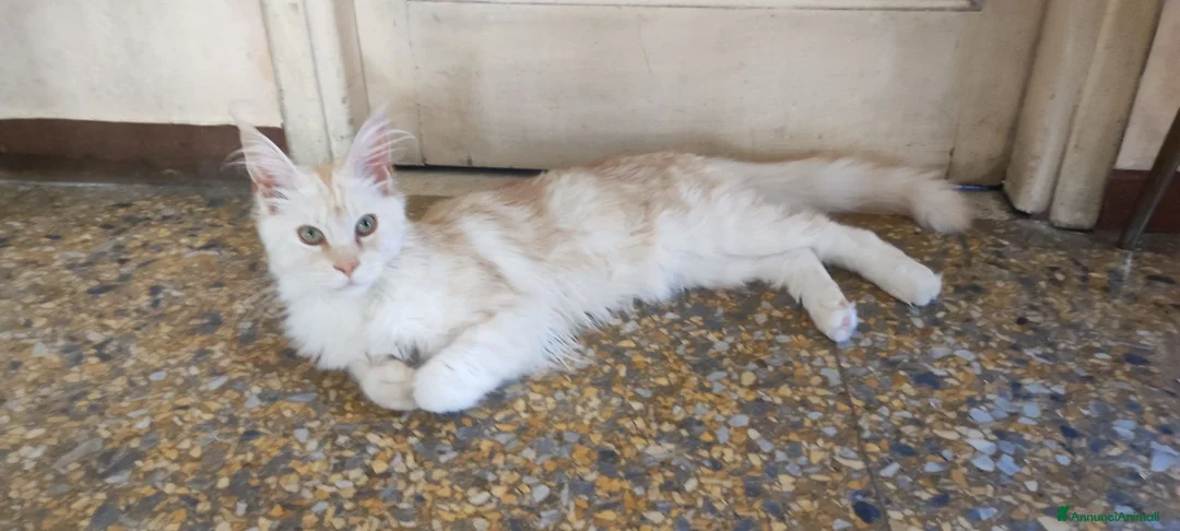 Maine Coon gatti in vendita: Maine coon - Annuncio 6