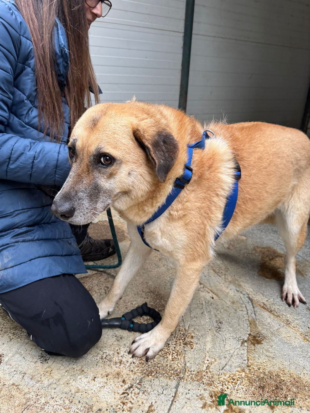 Meticcio cani in regalo: Splendida meticcia - RAJA a Città metropolitana di Milano - Annuncio 13