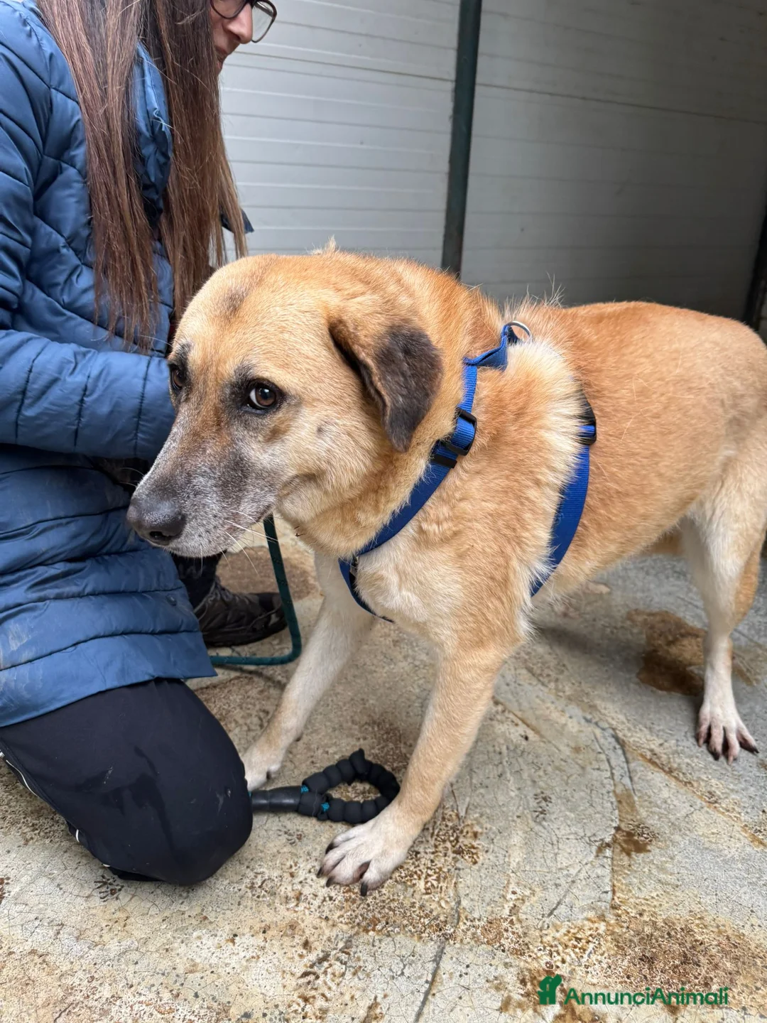 Meticcio cani in regalo: Splendida meticcia - RAJA a Città metropolitana di Milano - Annuncio 13