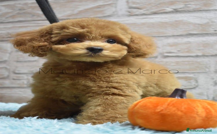 Barboncino Toy cani - Annuncio 6