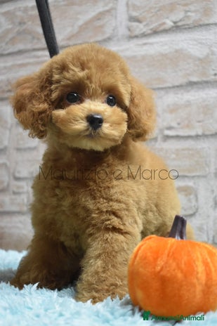 Barboncino Toy cani - Annuncio 4