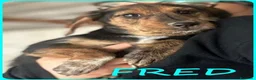 Meticcio cani in regalo: FRED e SAM giovani similbassottini - Annuncio 5