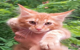 Maine Coon gatti in vendita: Cucciolo Maine Coon pedigree Red Tabby Blotched  - Annuncio 1