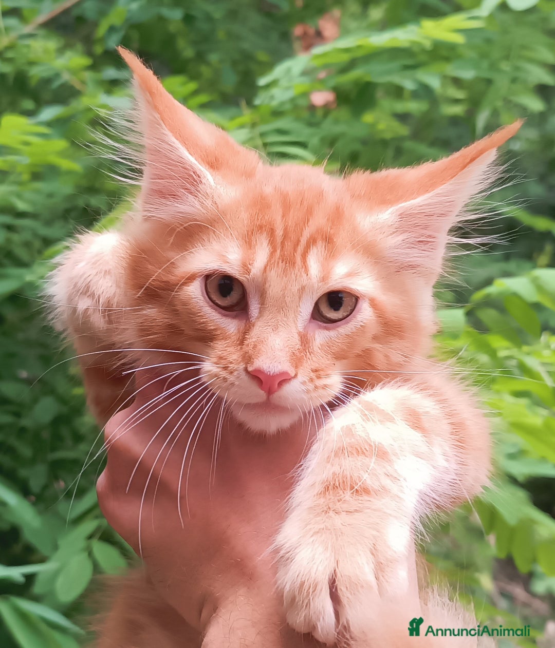 Maine Coon gatti in vendita: Cucciolo Maine Coon pedigree Red Tabby Blotched  - Annuncio 1