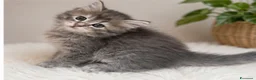 Siberiano gatti in vendita: Cuccioli gatto siberiano pedigree ENFI  - Annuncio 3