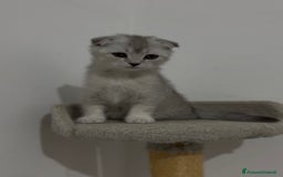 British gatti in vendita: Scottish fold a Provincia di Treviso - Immagine 2