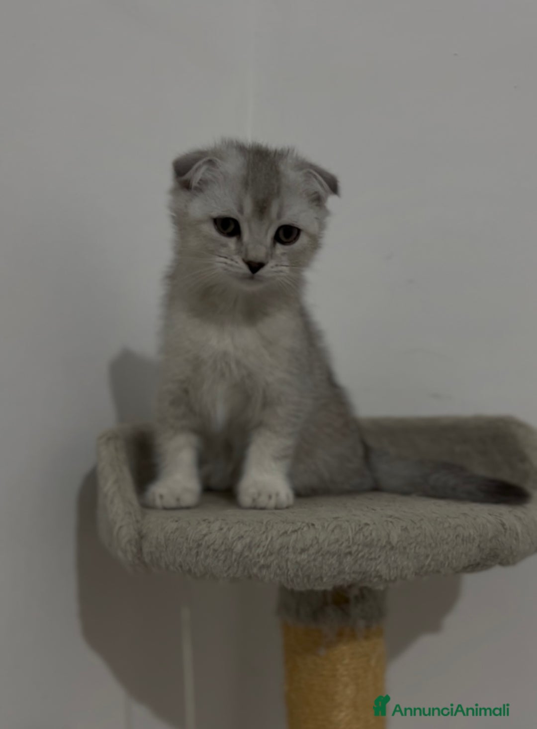 British gatti in vendita: Scottish fold a Provincia di Treviso - Immagine 2
