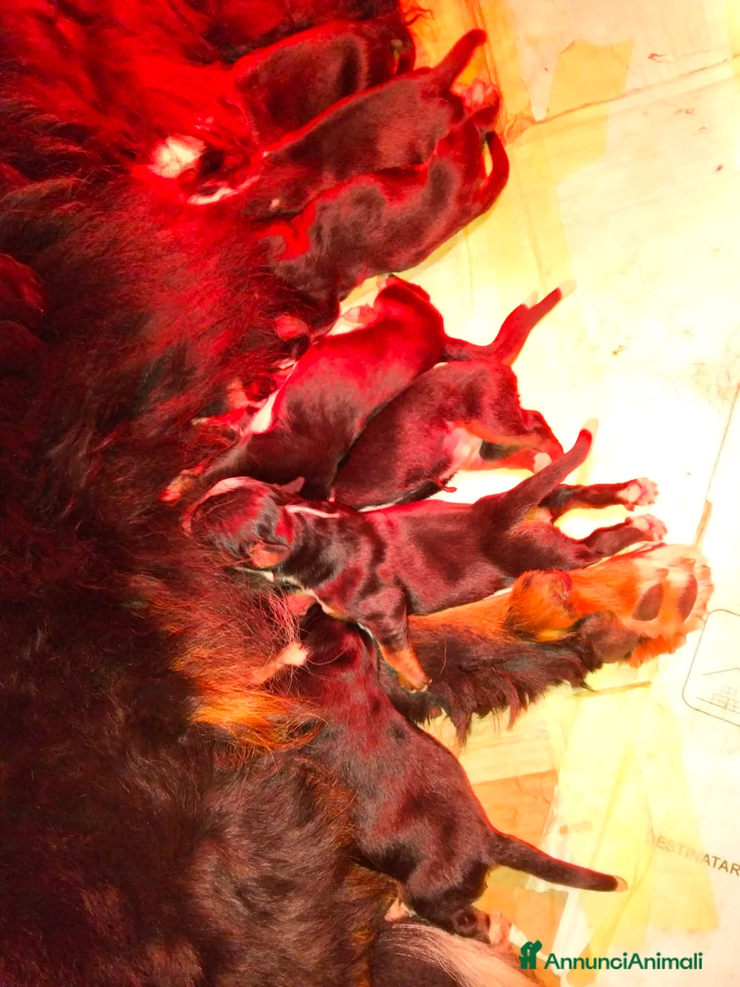 Bovaro del Bernese cani in vendita: Cuccioli di bovaro del bernese  - Annuncio 5