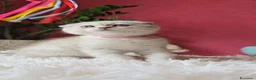 Scottish gatti in vendita: Scottish fold e straight  - Annuncio 9