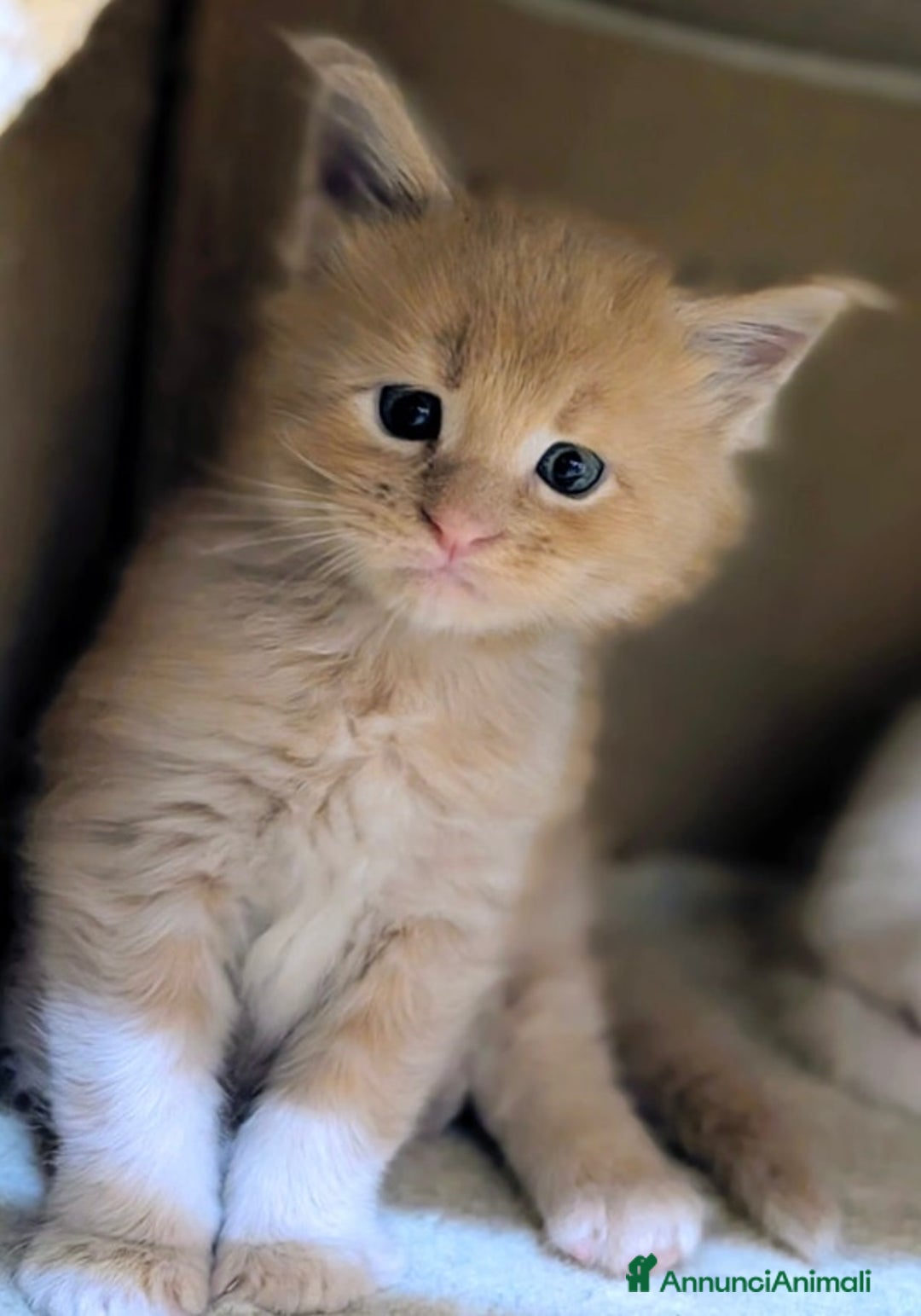 Maine Coon gatti in vendita: Bellissimi cuccioli di Maine Coon - Annuncio 7