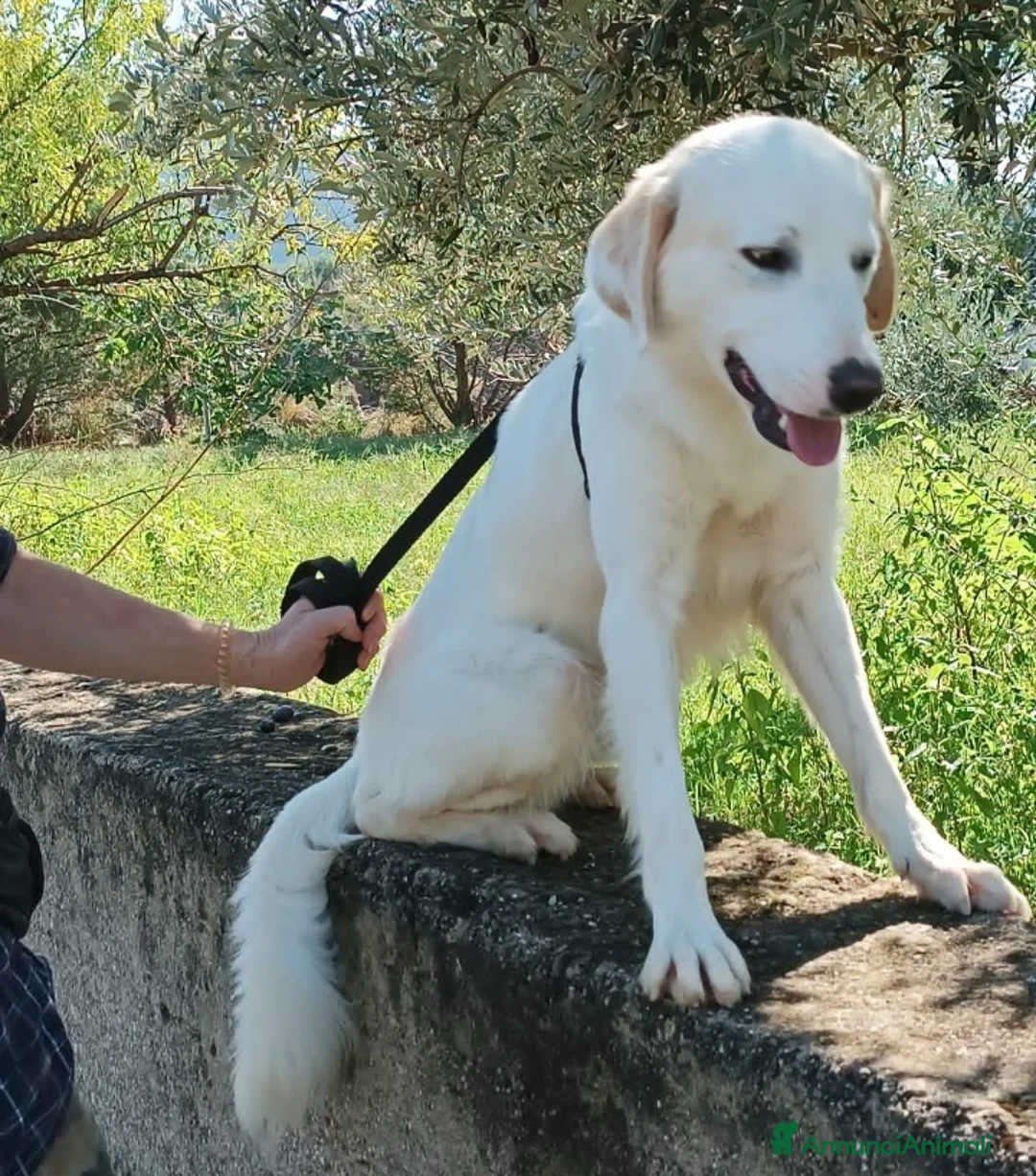 Meticcio cani in regalo: Fratello/sorella 4anni tg media bellissimi CALABRI - Annuncio 4