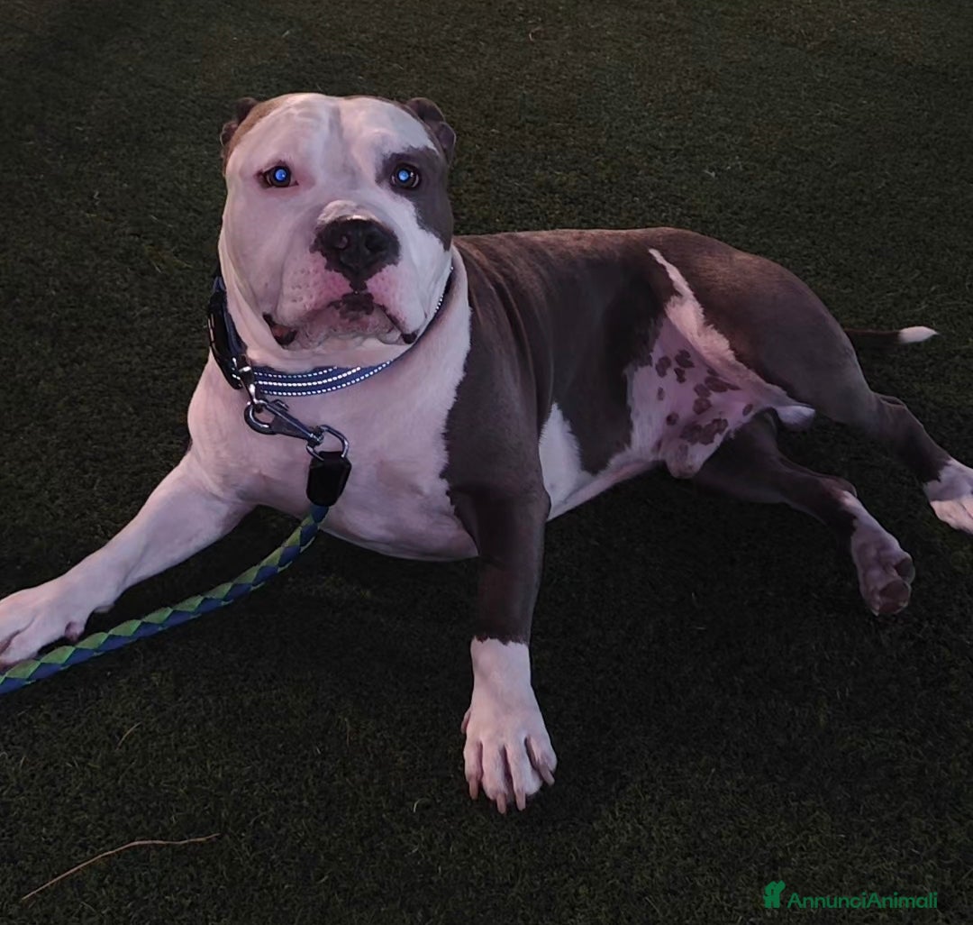 Pitbull cani per accoppiamento: Monta - Annuncio 3