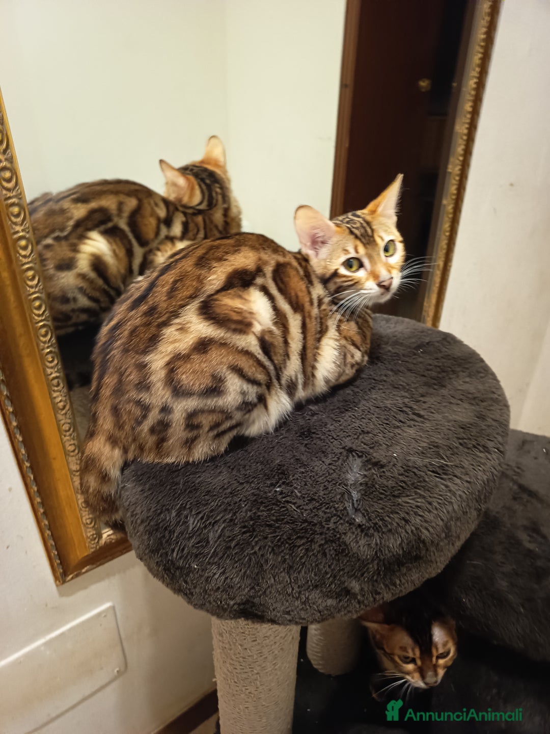 Bengala gatti in vendita: feminuccia Bengala  - Annuncio 7
