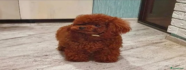 Zeus 